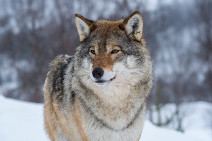 Trump Administration Boots Gray Wolves From Endangered Species List ...