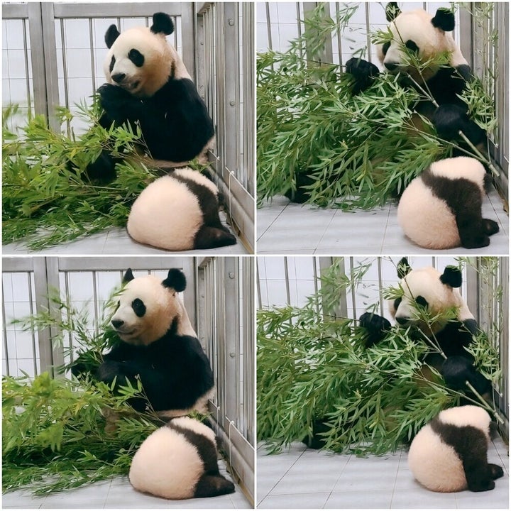 에버랜드에서 태어난 아기 판다가 생후 100일을 맞았다.