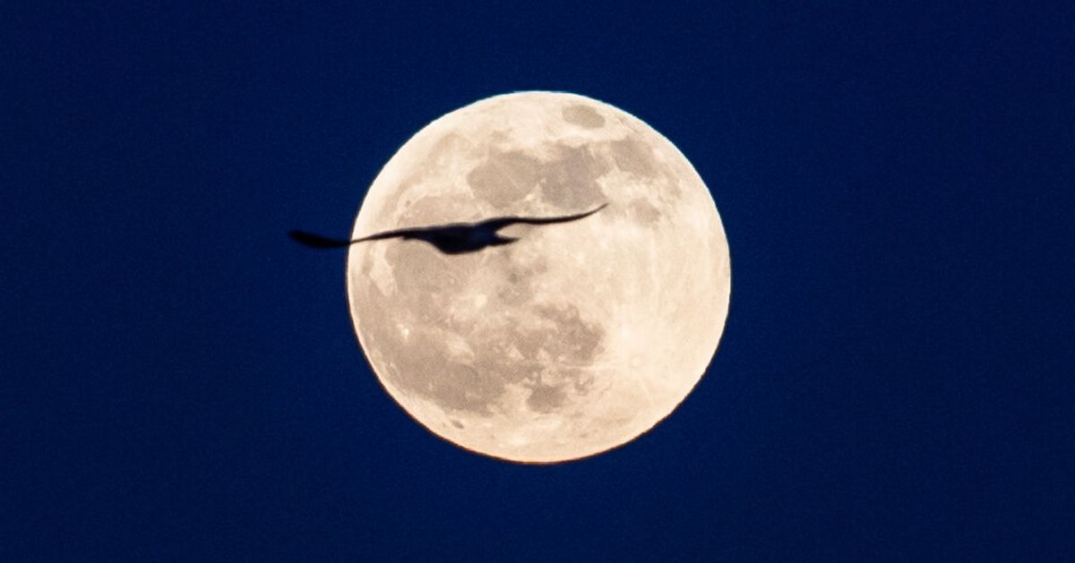 ブルームーンとは？きょうは10月2度目、2020年で一番小さい満月です。しかもハロウィン。