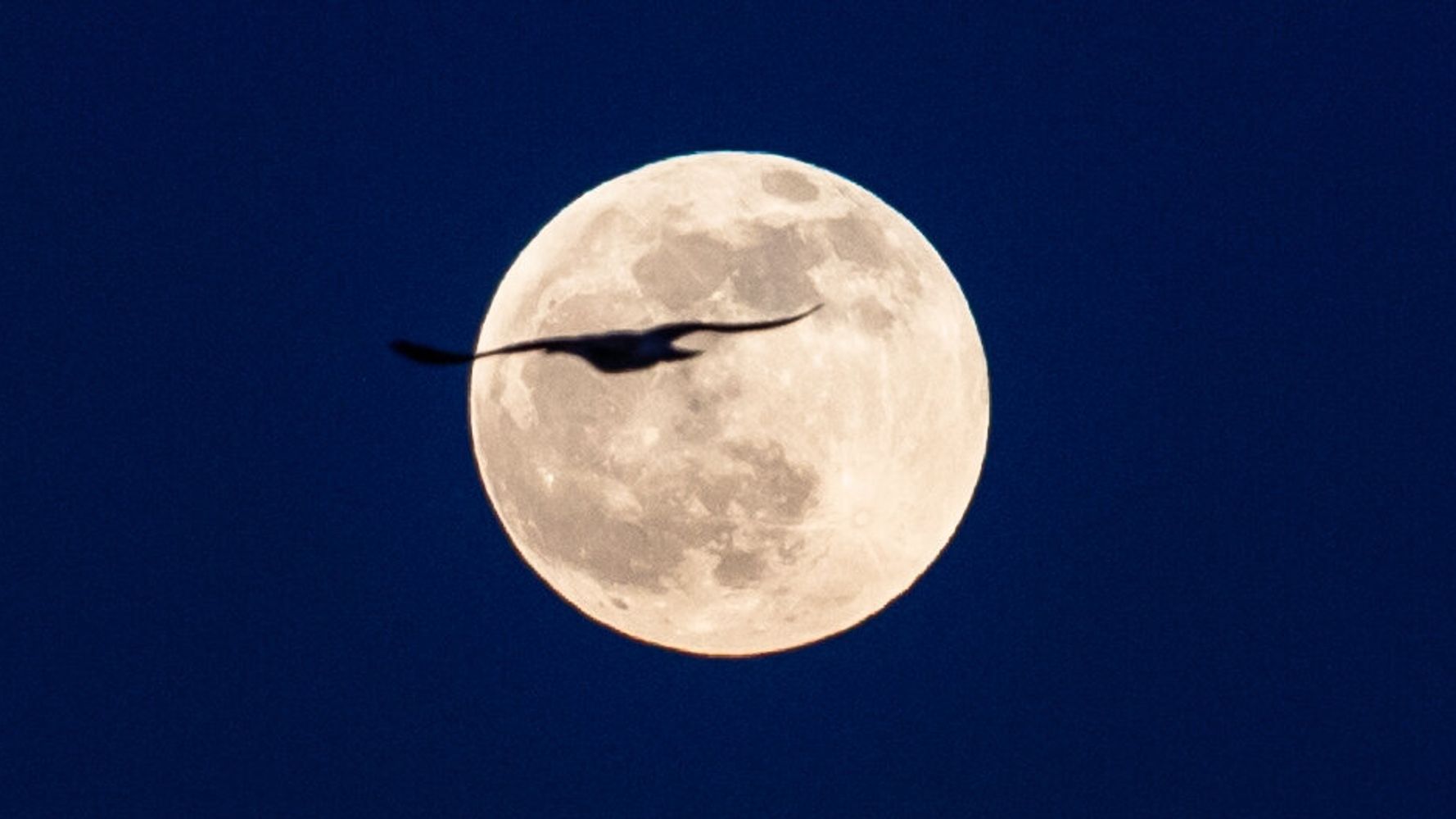 ブルームーンとは きょうは10月2度目 年で一番小さい満月です しかもハロウィン ハフポスト News