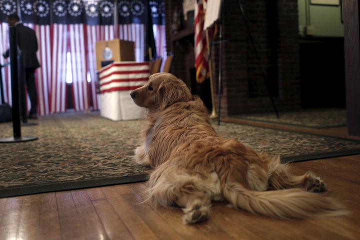 <strong>Sophie, a golden retriever, lies on the floor near the ballot box before voting begins.</strong>