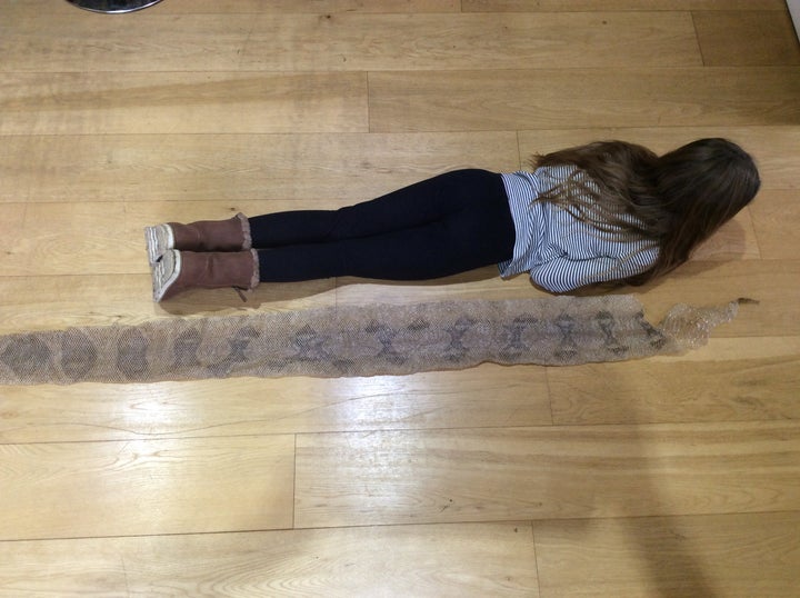 Amelia Drewett with the snakeskin she found