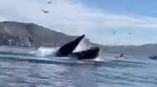 In Other News: 2 Kayakers Were Almost Swallowed By A Whale. The Video Is Wild. 2 5fa21f35240000021cb03996