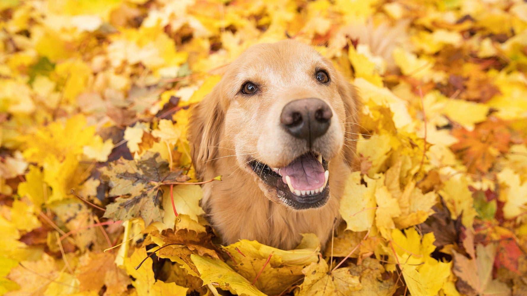 4 Stories To Make You Smile Because We Sure As Hell Need It