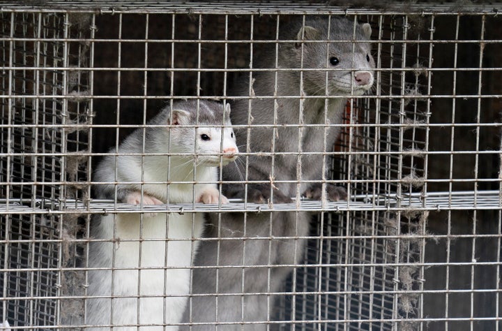 Minks at a farm in Gjol, northern Denmark on Oct. 9, 2020.