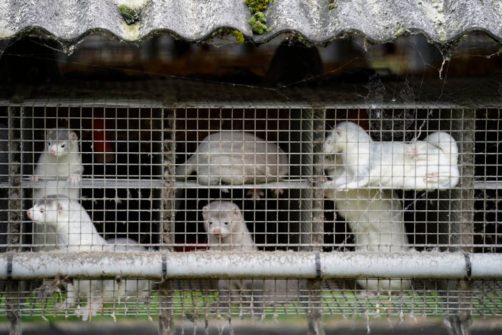 Minks at a farm in Gjol in North Jutland, Denmark on Oct. 9, 2020.