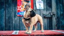 Wilbur The French Bulldog Declared 'Mayor' Of Tiny Kentucky Town 2 5fa31d94290000c323c6b568