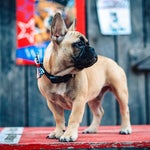 Wilbur The French Bulldog Declared 'Mayor' Of Tiny Kentucky