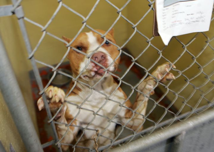 A pit bull stands on its hind legs at the Denver Animal Shelter. For the past 30 years, the city has banned pit bulls, forcing owners to either turn the animals into authorities, move them out of the city limits or hide them from detection.
