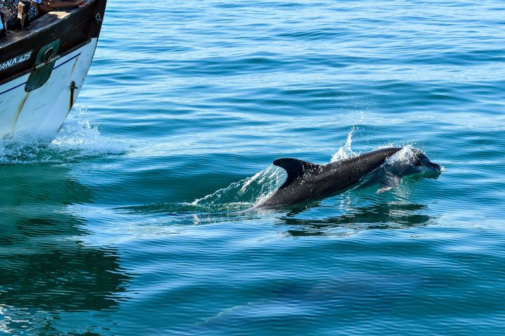 Δελφίνια στον Αμβρακικό κόλπο 