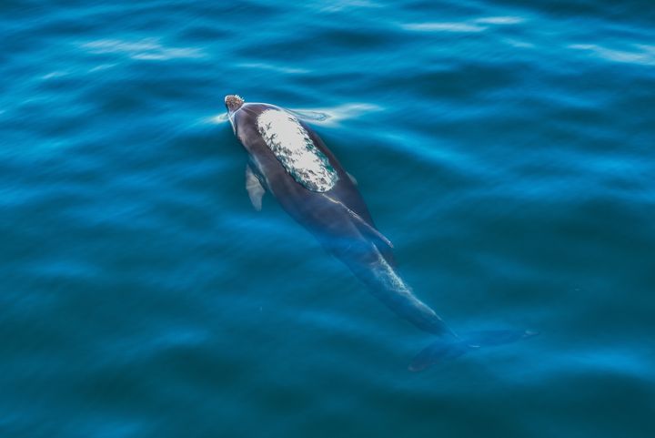 Δελφίνια στον Αμβρακικό κόλπο 