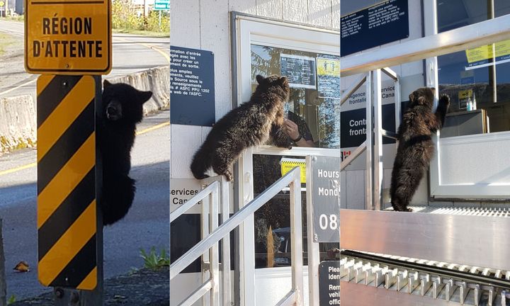 Images shared to the Canadian Border Services Agency Twitter account showing a young black bear attempting to cross the border. 