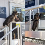 Curious Bear Cub Caught Crossing Canada-U.S.