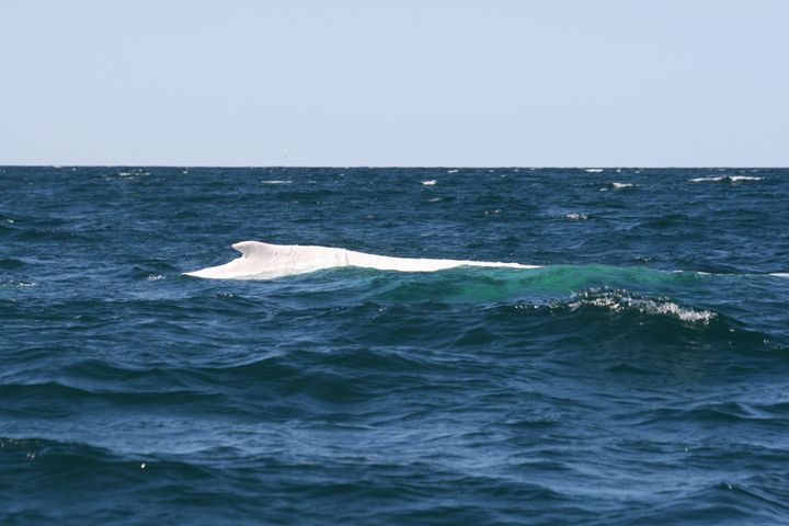 Migaloo (pictured above in waters off Byron Bay) is believed to have a gene that leads to albinism, and is the only known all-white humpback whale on record in the world.