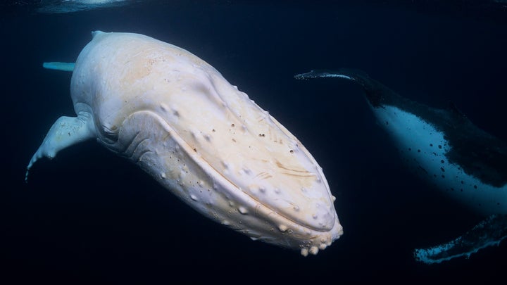 The luminous Migaloo in 2016, shot by internationally acclaimed Byron Bay photographer Craig Parry.