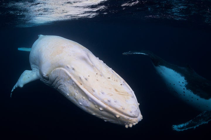 The luminous Migaloo in 2016, shot by Internationally acclaimed Byron Bay photographer Craig Parry.