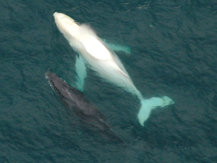 Migaloo cruising off the east coast of Australia near Coffs Harbour with another whale, Tuesday, June 15, 2005.