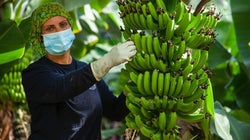 El plátano de Canarias se