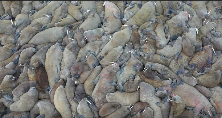 Scientists in northern Russia have discovered a huge walrus haulout on the shores of the Kara Sea where their habitat is under threat from shrinking ice and human activity.