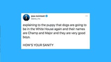 25 Of The Funniest Tweets About Cats And Dogs This Week (Oct. 31-Nov. 6) 2 5fa59d09240000ea229ae2ae