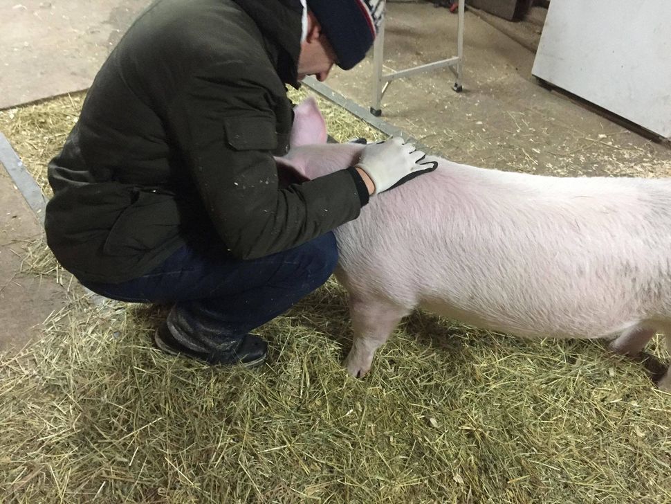 Pascal Bédard comforting a pig.