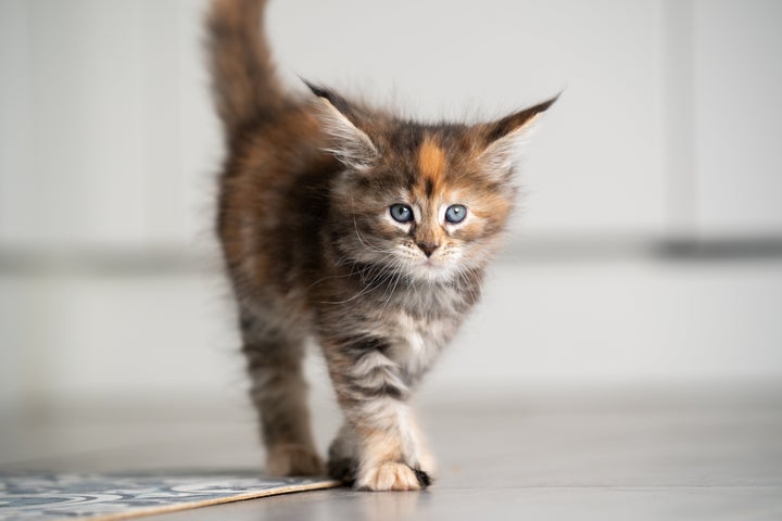 새끼 고양이