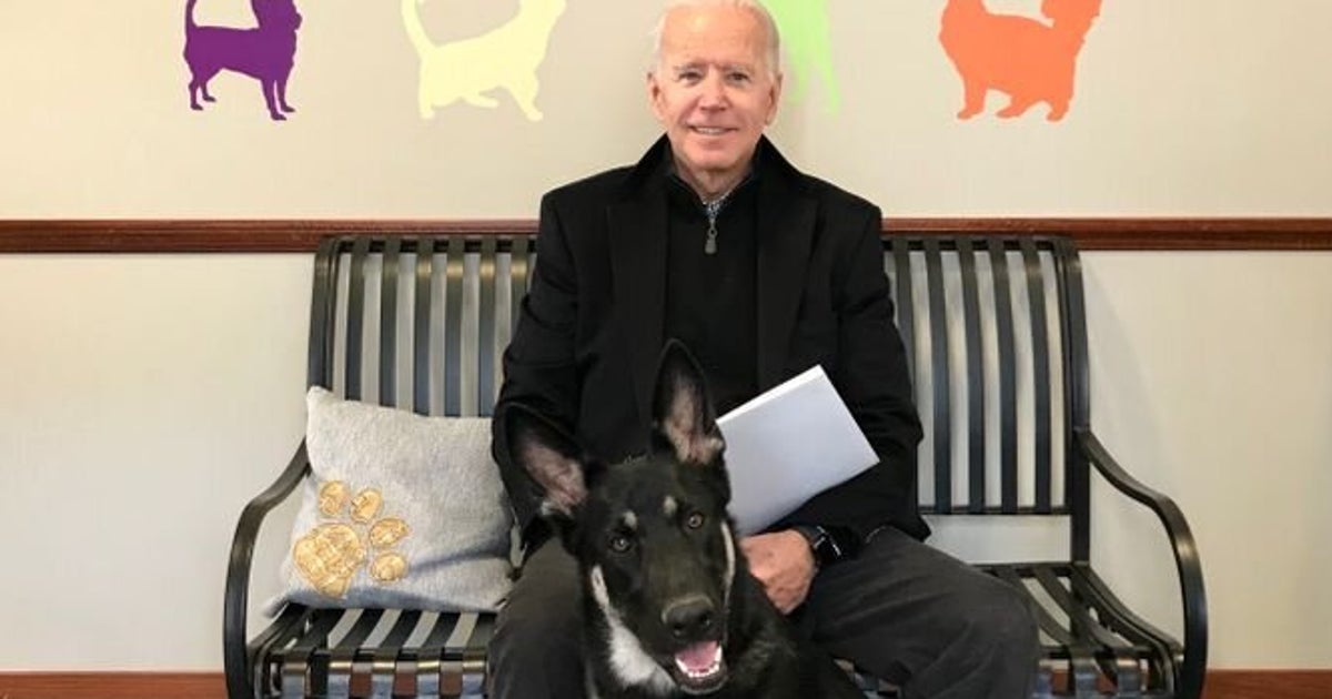 ホワイトハウスにワンコが帰ってくる 動物保護施設から引き取ったバイデン家の愛犬 ハフポスト ホワイトハウスにワンコが帰ってくる 動物保護施設から引き取ったバイデン家の愛犬 ハフポスト