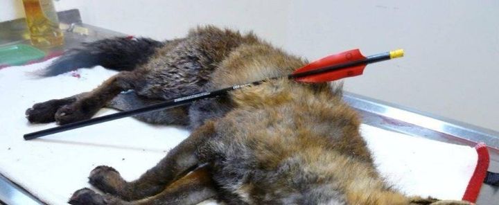 Metropolitan Police have issued an appeal for information after three foxes were shot with a crossbow in Greenwich, London.