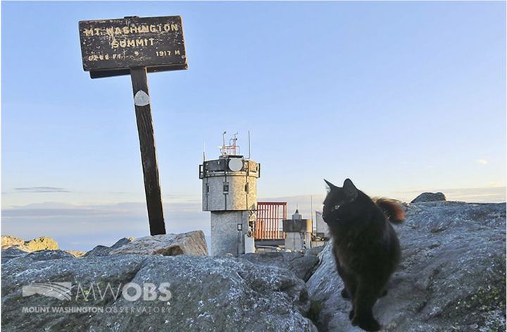 Marty the cat, who has patrolled the Mount Washington Observatory in North Conway, N.H., for 12 years has died. 