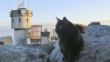 Cat Mascot At Northeast’s Highest Peak Dies After 12 years On Duty 1 5fa9caa5240000d0229ae502