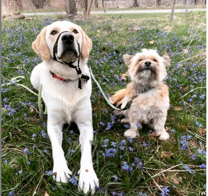 On the left is Teddy Lennox: 25 per cent German shepherd and 100 per cent good boy. On the right, Piña, our beloved rescue dog from Texas.