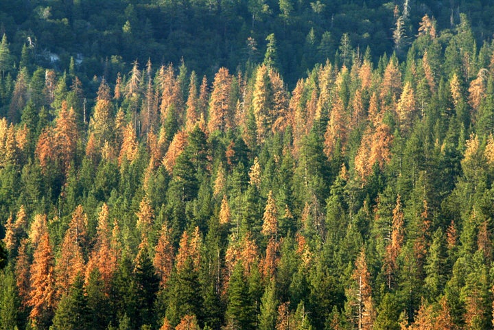 The missing 25-foot Algonquin Pillar Swiss Mountain pine (not pictured) has yet to be found.