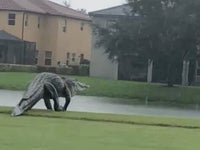 巨大ワニがゴルフ場に出没 大きすぎる姿に フェイク 説も専門家 これくらいは驚きじゃない ハフポスト World 巨大ワニがゴルフ場に出没 大きすぎる姿に フェイク 説も専門家 これくらいは驚きじゃない ハフポスト World