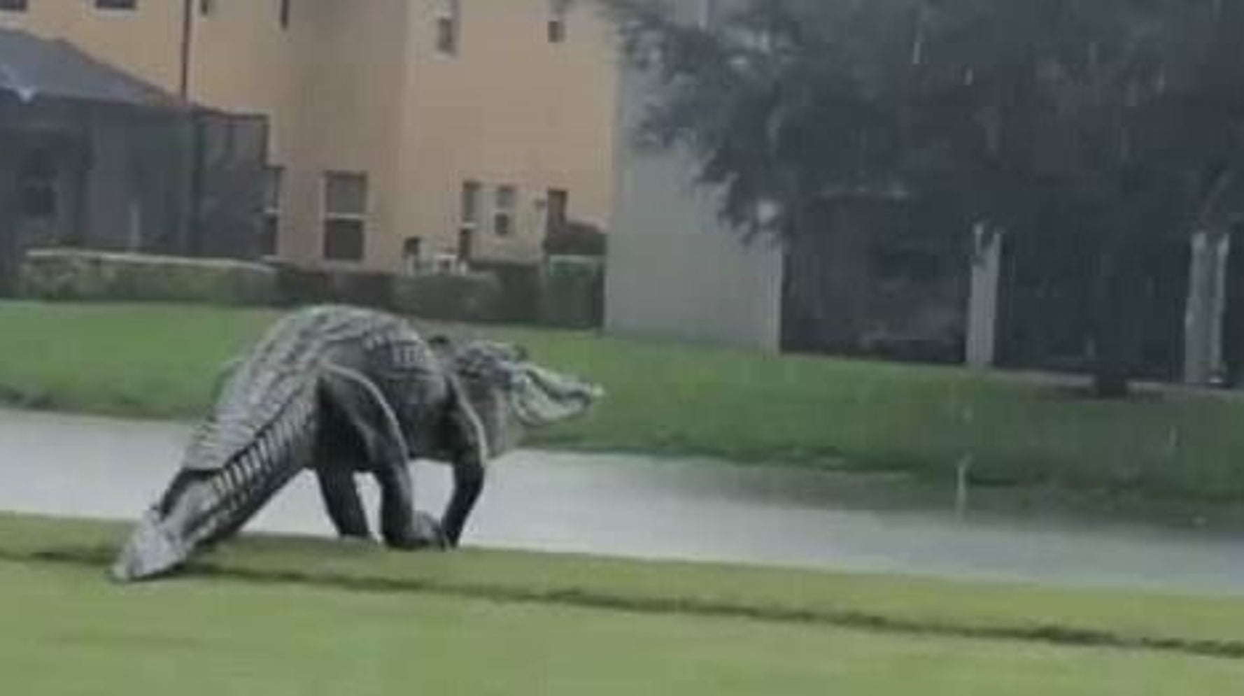 巨大ワニがゴルフ場に出没 大きすぎる姿に フェイク 説も専門家 これくらいは驚きじゃない ハフポスト