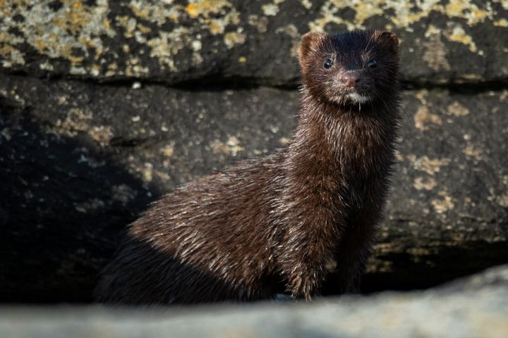 Front view of mink (Neovison vison) looking at camera, Sola, Norway