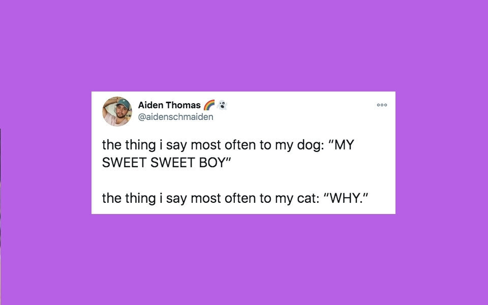 31 Of The Funniest Tweets About Cats And Dogs This Week (Nov. 7-13 ...