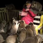 This Retired Canadian Feeds A Swarm Of Raccoons Almost Every