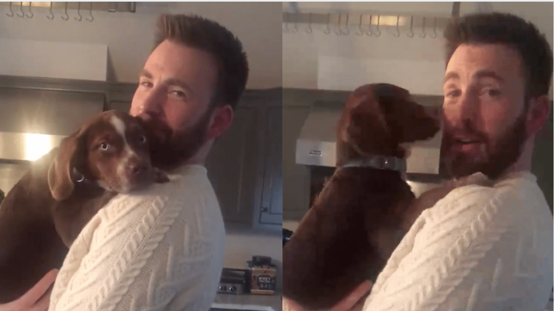 Chris Evans Dressed His Dog In His Cable Knit Sweater From Knives Out