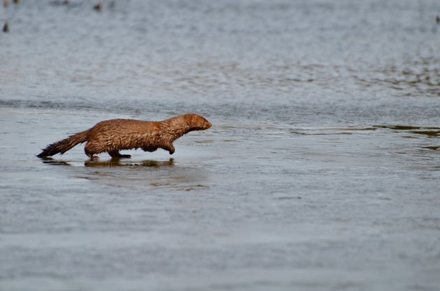Πόσο επικίνδυνη είναι η μετάλλαξη του κορονοϊού στα