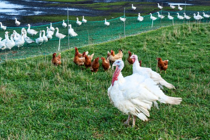 Turkeys, chickens and ducks in a field