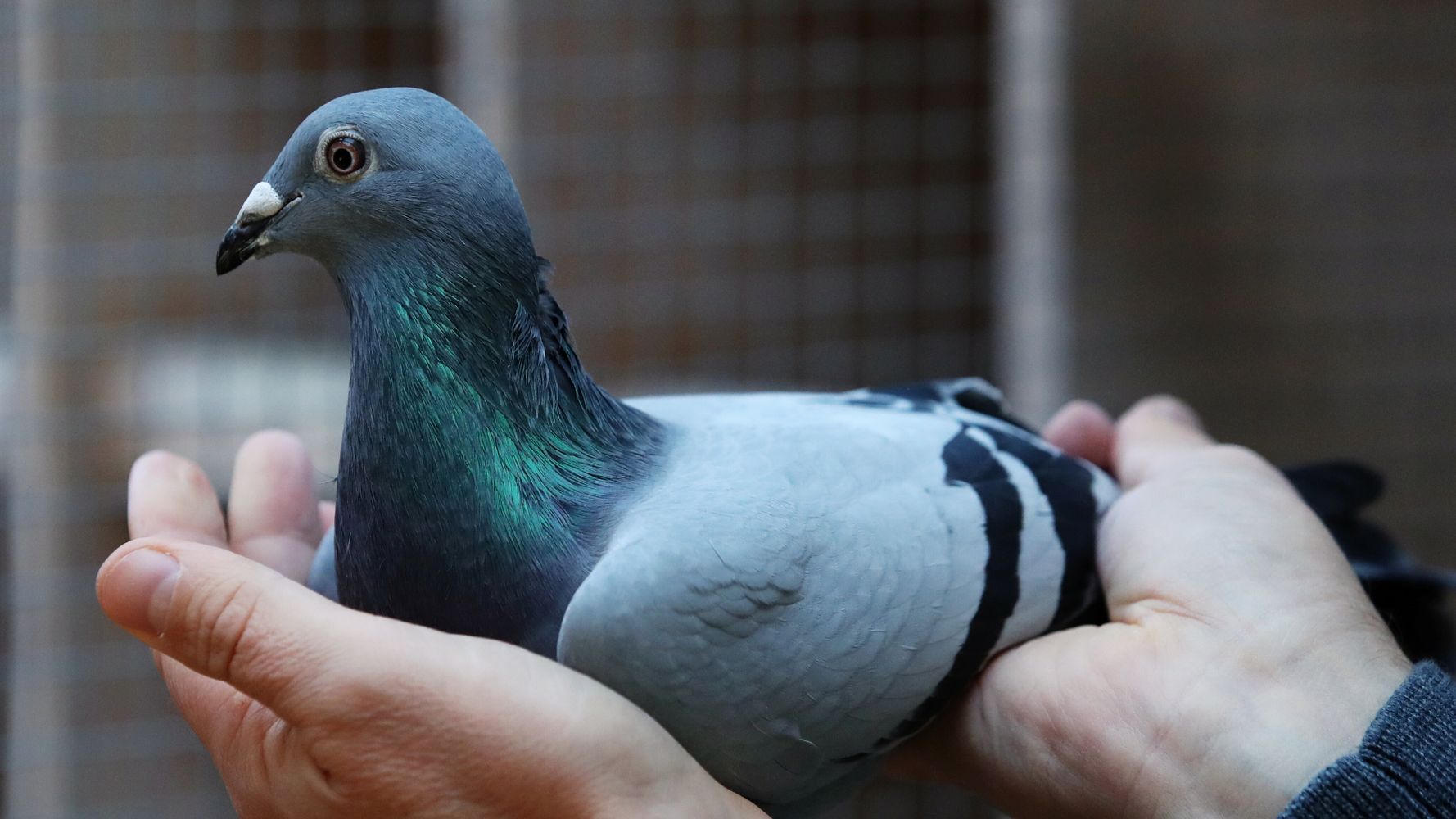Belgian Racing Pigeon Flies Past Record In Auction