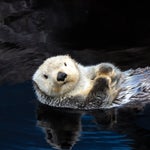 10 Totally Relaxing Live Feeds To Help Take Your Mind Off