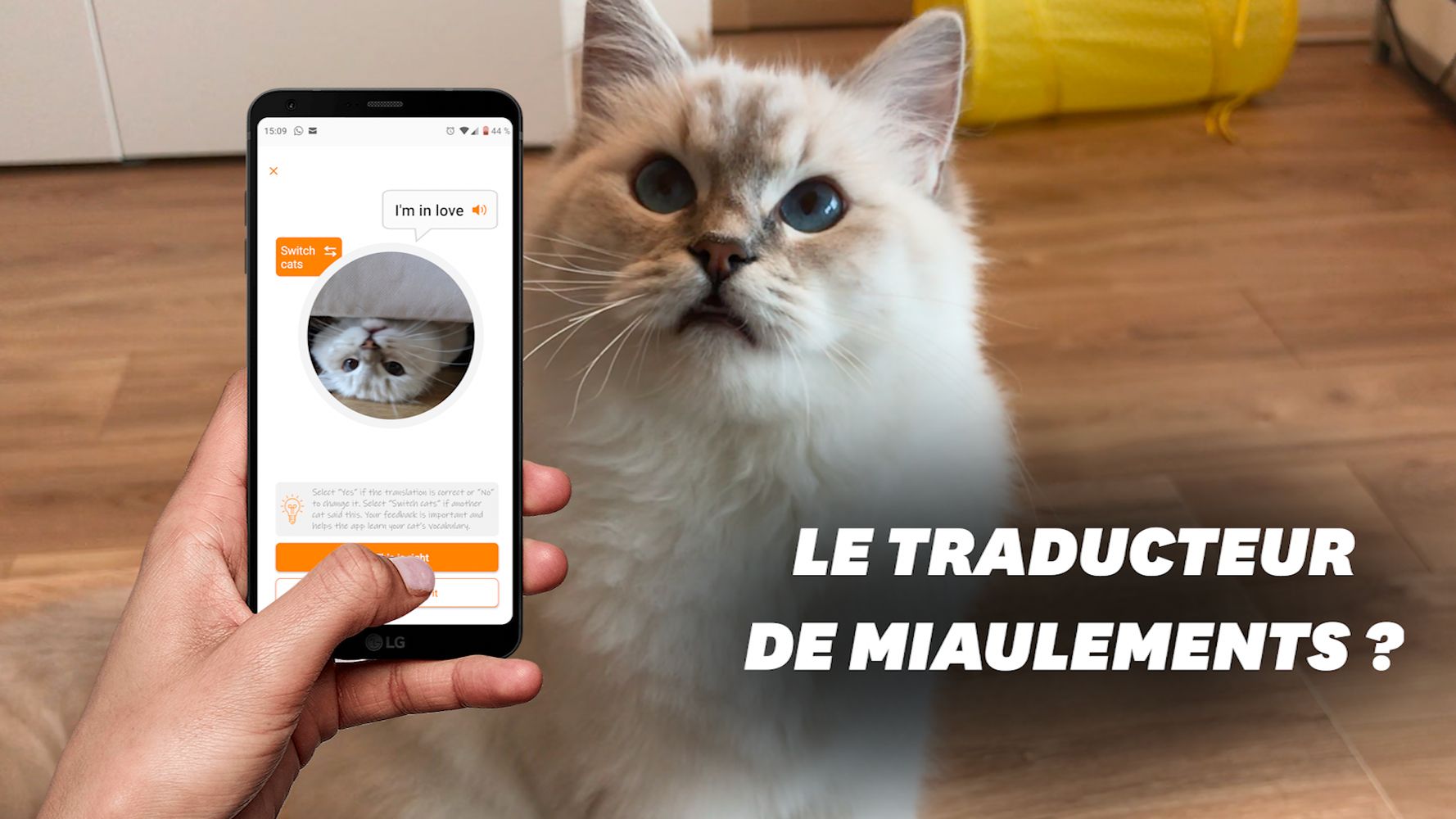 Que Vaut Meow Talk L Application Qui Traduit Les Miaulements De Chat Le Huffington Post Life