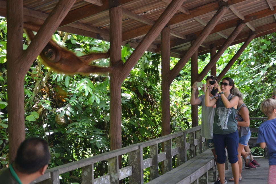 Visitors get right up close to an orangutan at the Bornean Sun Bear Conservation Centre in