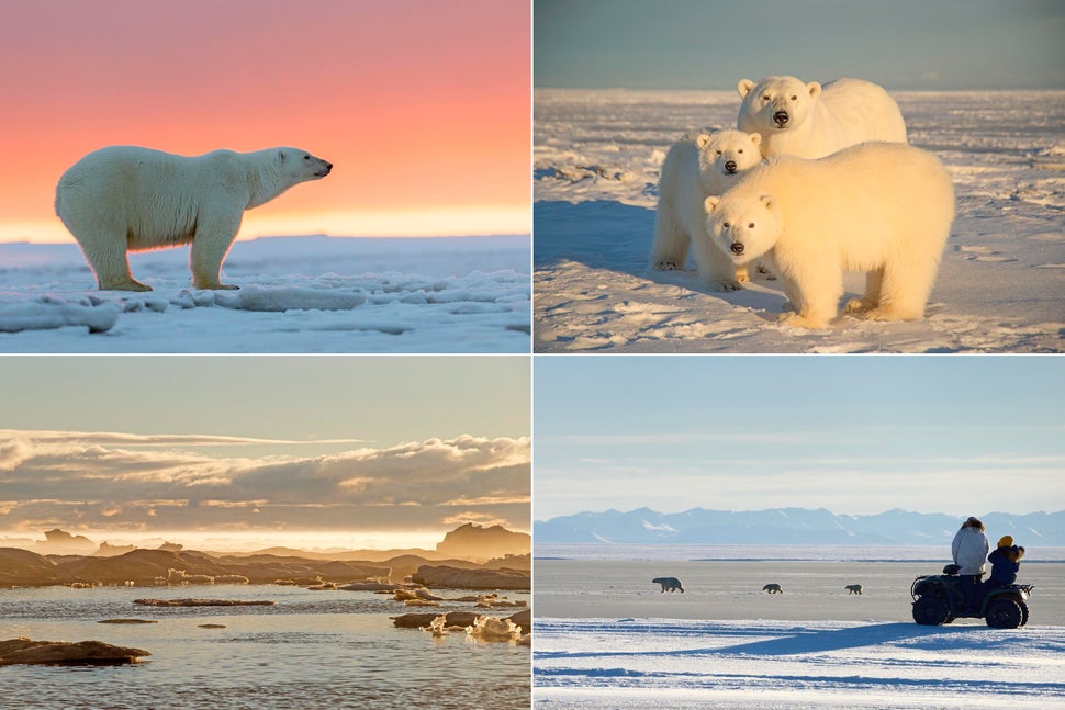 Visitors on an all-terrain vehicle watch a polar bear sow and cubs on Barter