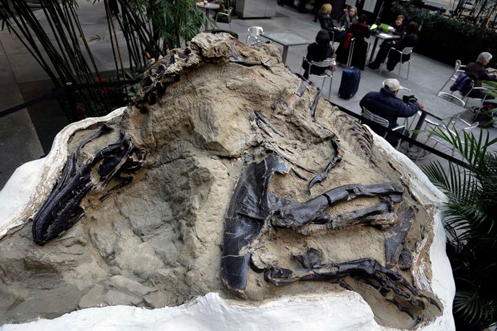FILE - In this Nov.14, 2013, file photo, one of two "dueling dinosaurs" fossils is displayed in New York. In an ongoing court case over the ownership of the fossils, a divided Montana Supreme Court ruled Wednesday, May 20, 2020 that under state law, fossils are part of a property's surface estate in the case of split ownership. The court's decision answers a question posed by the 9th U.S. Circuit Court of Appeals, which will then re-hear arguments over the ownership of millions of dollars of fossils unearthed on an eastern Montana ranch. (AP Photo/Seth Weinig, File)