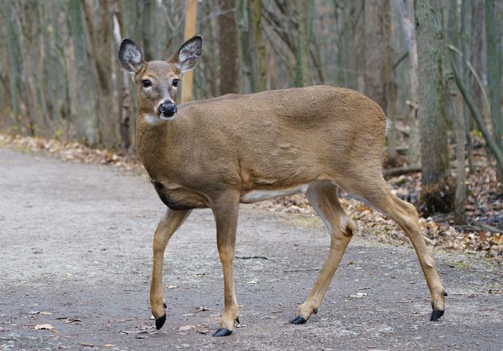 Une quinzaine de cerfs de Virginie du parc Michel-Chartrand seront euthanasiés. (photo d'archives)