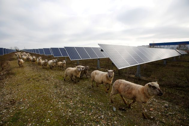 Des moutons traversent une centrale photovoltaïque à Allonnes, dans la Sarthe. Image