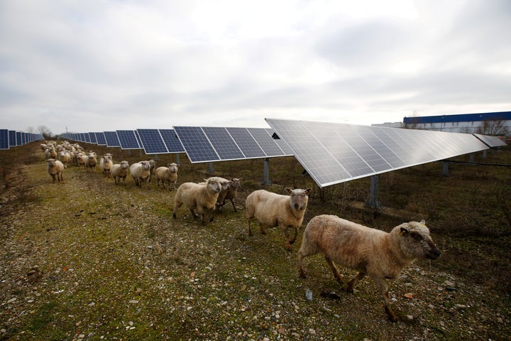 Des moutons traversent une centrale photovoltaïque à Allonnes, dans la Sarthe. Image d'illustration.