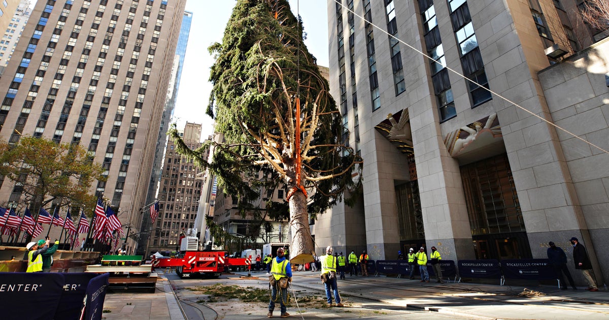 Sapin De Noel New York New York Owl Found In Rockefeller Center Christmas Tree World Today News Sapin De Noel New York New York Owl Found In Rockefeller Center Christmas Tree World Today News